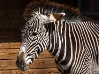 Zebra Portrait